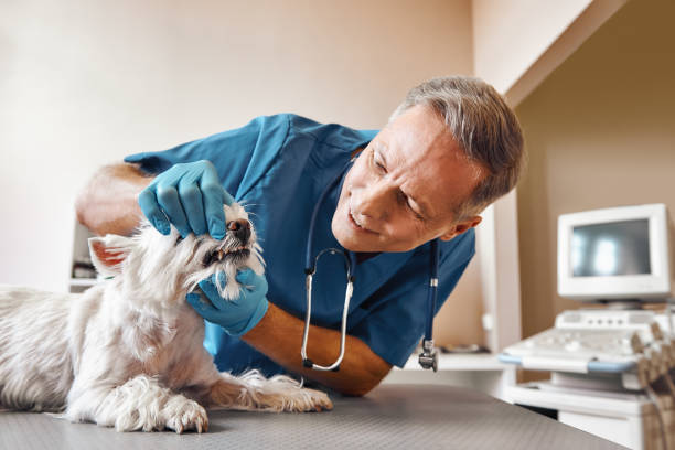 Best Emergency Dentist for Special Needs Patients in Weston, FL